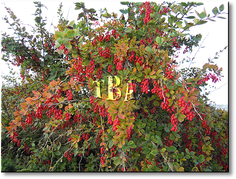 barberry plant
